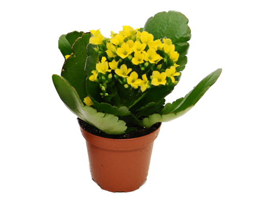 Kalanchoe mix wys. 20 cm don. 12 cm