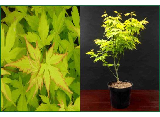 Klon palmowy Orange Dream wys. 80-100 cm don. 19 cm