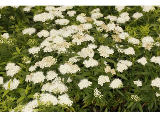 Tawuła japońska mix odmian wys. 20-30 cm don. 19 cm