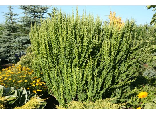 Berberys mix odmian kolumnowych wys. 30-40 cm don. 21 cm