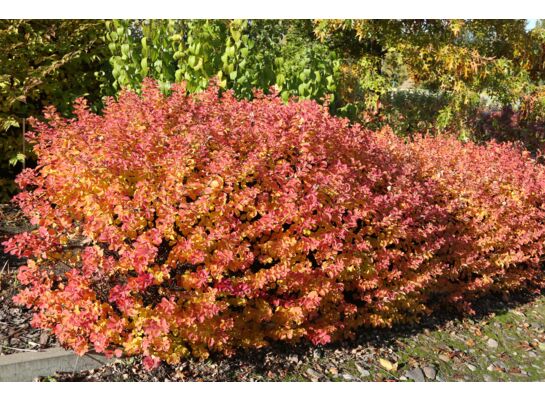 Tawuła brzozolistna mix odmian wys. 20-30 cm don. 19 cm