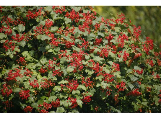 Kalina koralowa mix odmian wys. 30-40 cm don. 21 cm