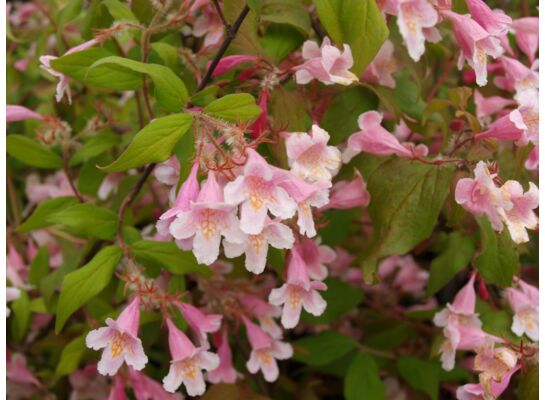 Kolkwitzia xix 30-40 cm C2