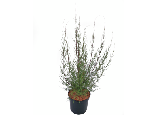 Tamaryszek mix 60-80 cm C5