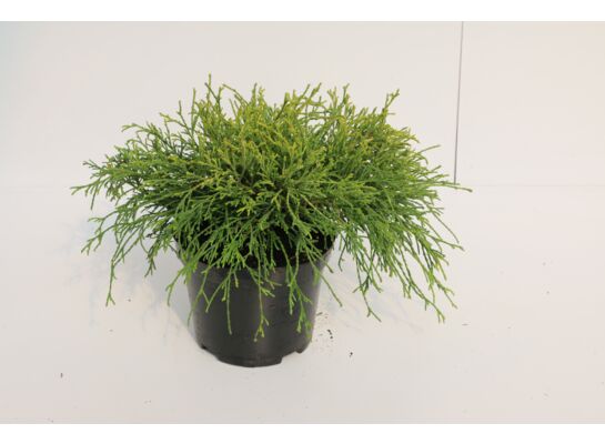 Cyprysik groszkowy Golden mop wys. 15-20 cm don. 17 cm