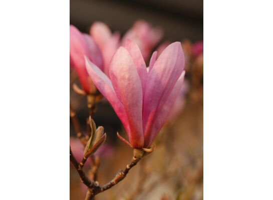 Magnolia mix odmian wys. 60-80 cm don. 28 cm