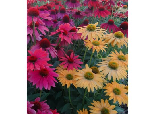 Byliny Premium mix odmian i kolorów wys. 15-20 cm don. 2 l