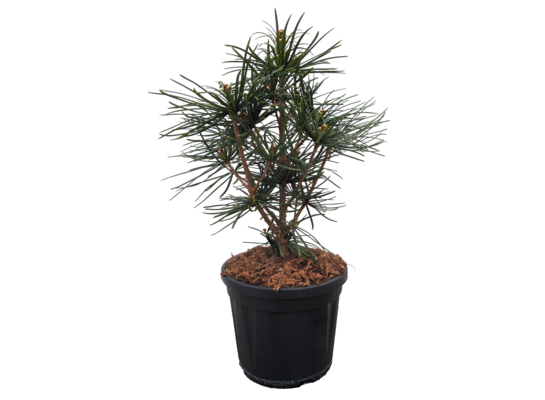 Sośnica japońska wys. 40-50 cm don. 19 cm
