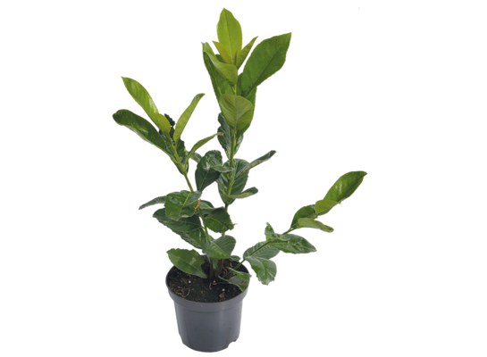 Laurowiśnia wys. 50-60 cm don. 17 cm