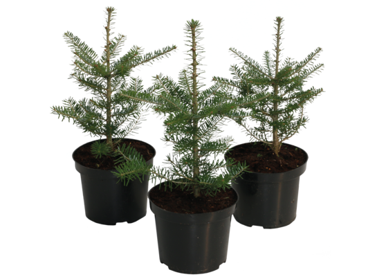Jodła koreańska wys. 15-20 cm don. 17 cm