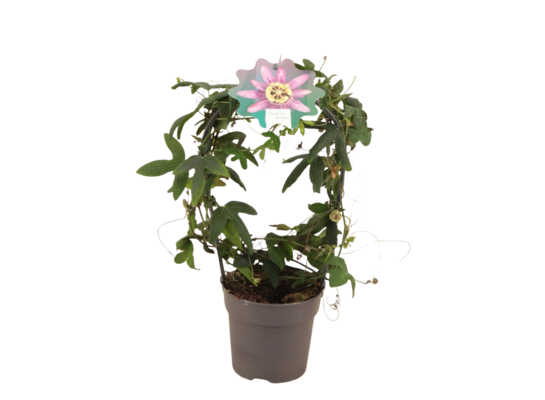 Passiflora na kole wys. 40 cm don. 12 cm
