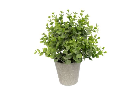 Krzewinka MF3-KRZEW24-15