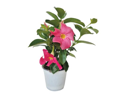 ER Mandevilla don. 10,5 cm Bush G mix