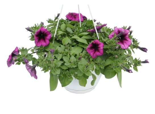 Surfinia kosz wiszący wys. 50 cm don. 19 cm