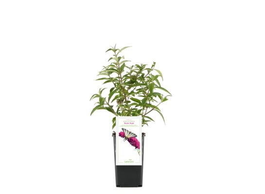 Budleja don. 9 cm