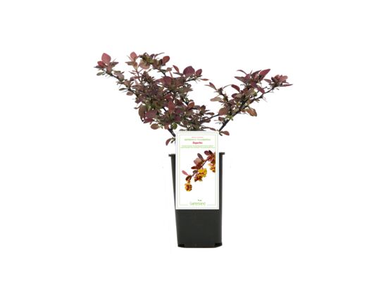 Berberys ottawski don. 9 cm