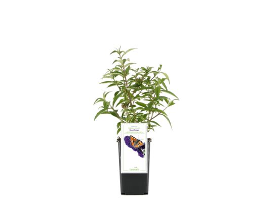 Budleja don. 9 cm