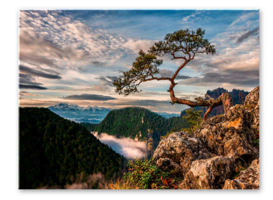 Obraz Canvas 85 x 113 cm ST700 Sokolica