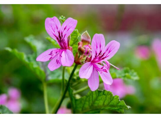 Pelargonia don. 12 cm mix