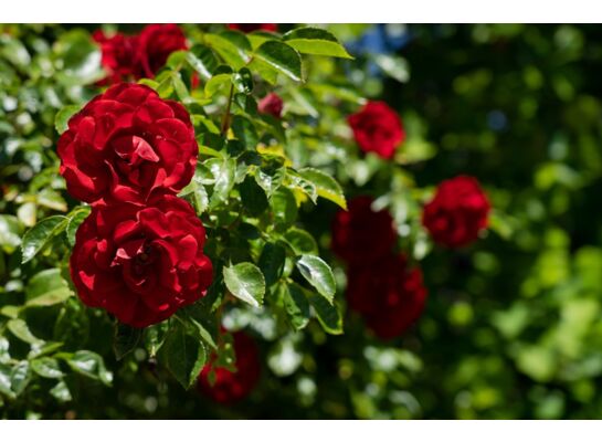 Róża pnąca don. C5